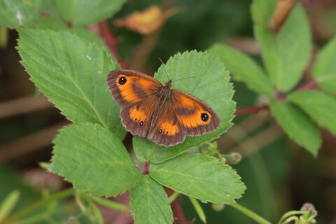 Bruine en oranje vlinder op groene bladeren in natuurlijke omgeving.