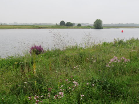 Rivierlandschap met gras, wilde bloemen en rode boei; grijze lucht en bomen op de achtergrond.