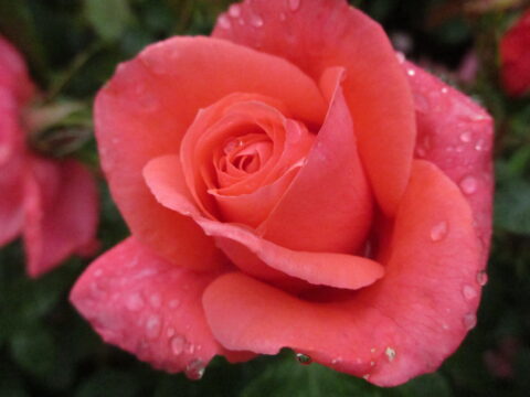 Roze roos met dauwdruppels op de bloemblaadjes, close-up.