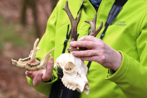 Een persoon in een groene jas houdt een schedel en onderkaak met gewei vast.