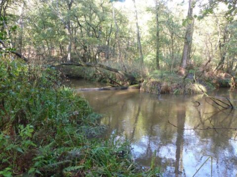 Bosrijke beek met struikgewas, zonlicht schijnt door het bladerdak op het water.