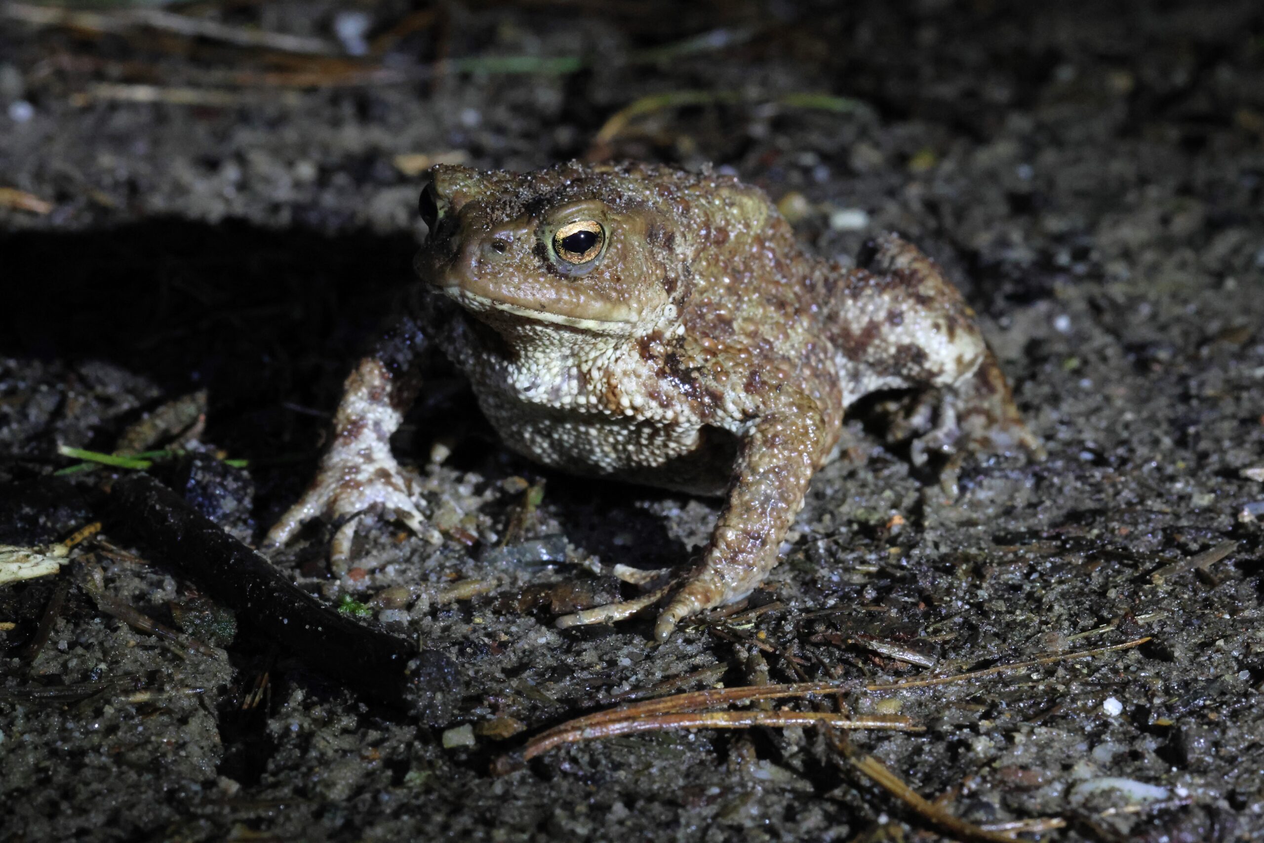 Bruine pad op donkere, vochtige grond, verlicht in het midden van de nacht.