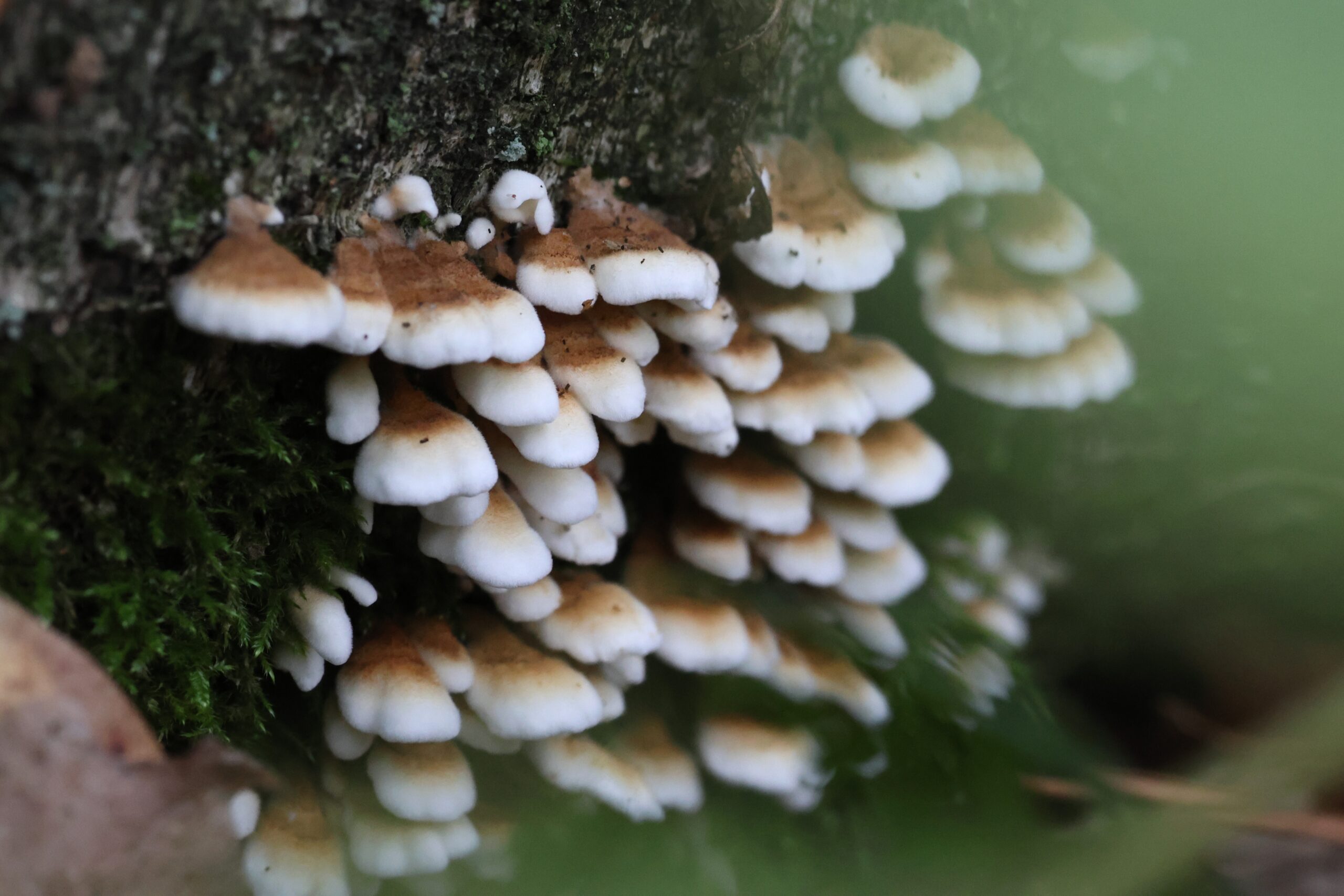 Paddenstoelen groeien in clusters op een boomstam, omgeven door mos.
