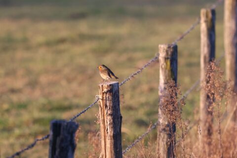 Een roodborstje zit op een houten paal naast prikkeldraad in een veld.