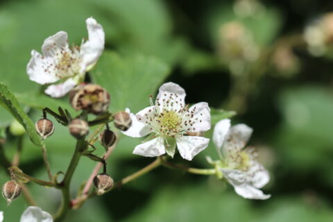 Witte braamstruikbloemen en onrijpe knoppen tegen groene bladeren.