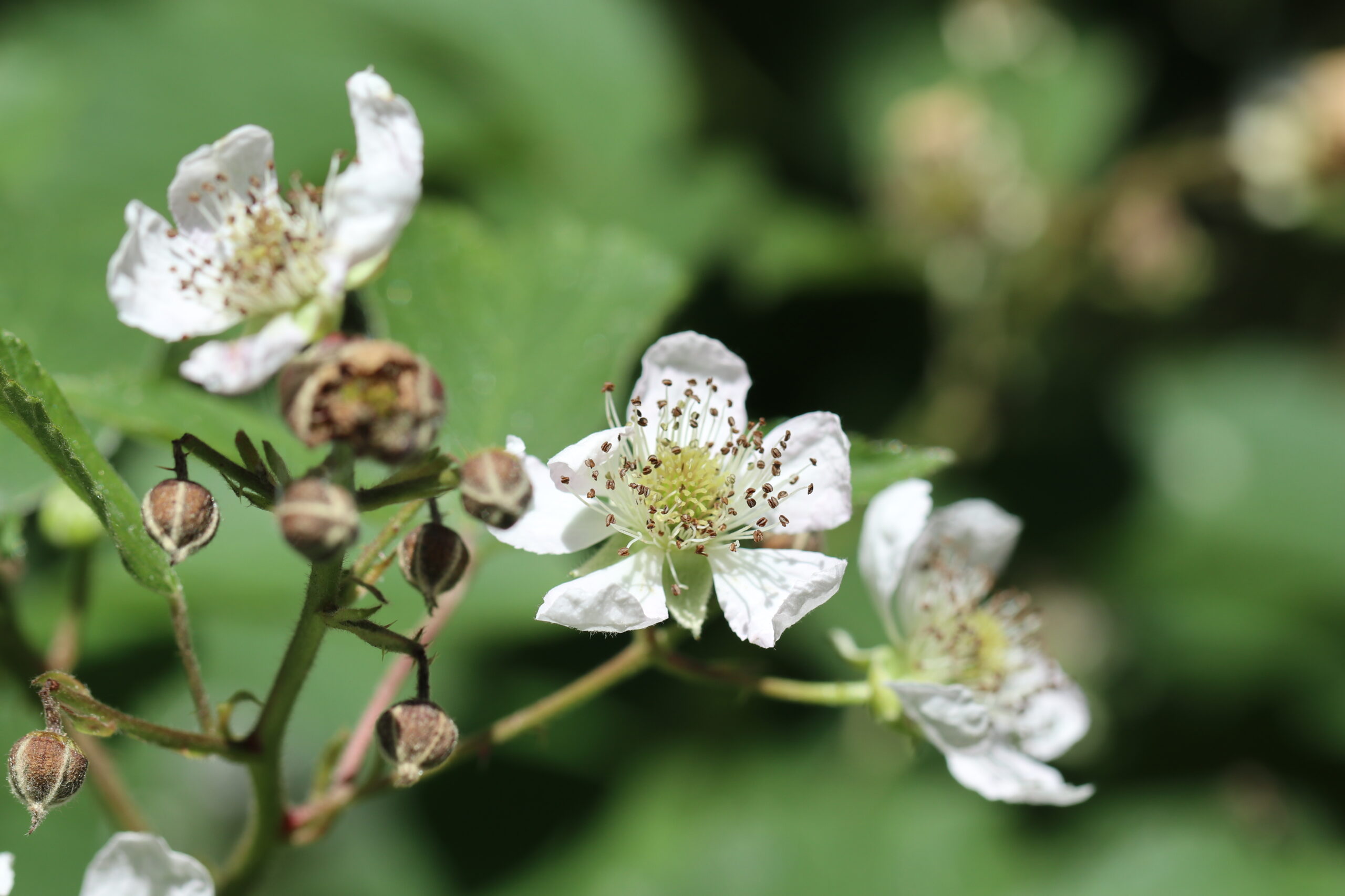 Witte braamstruikbloemen en onrijpe knoppen tegen groene bladeren.