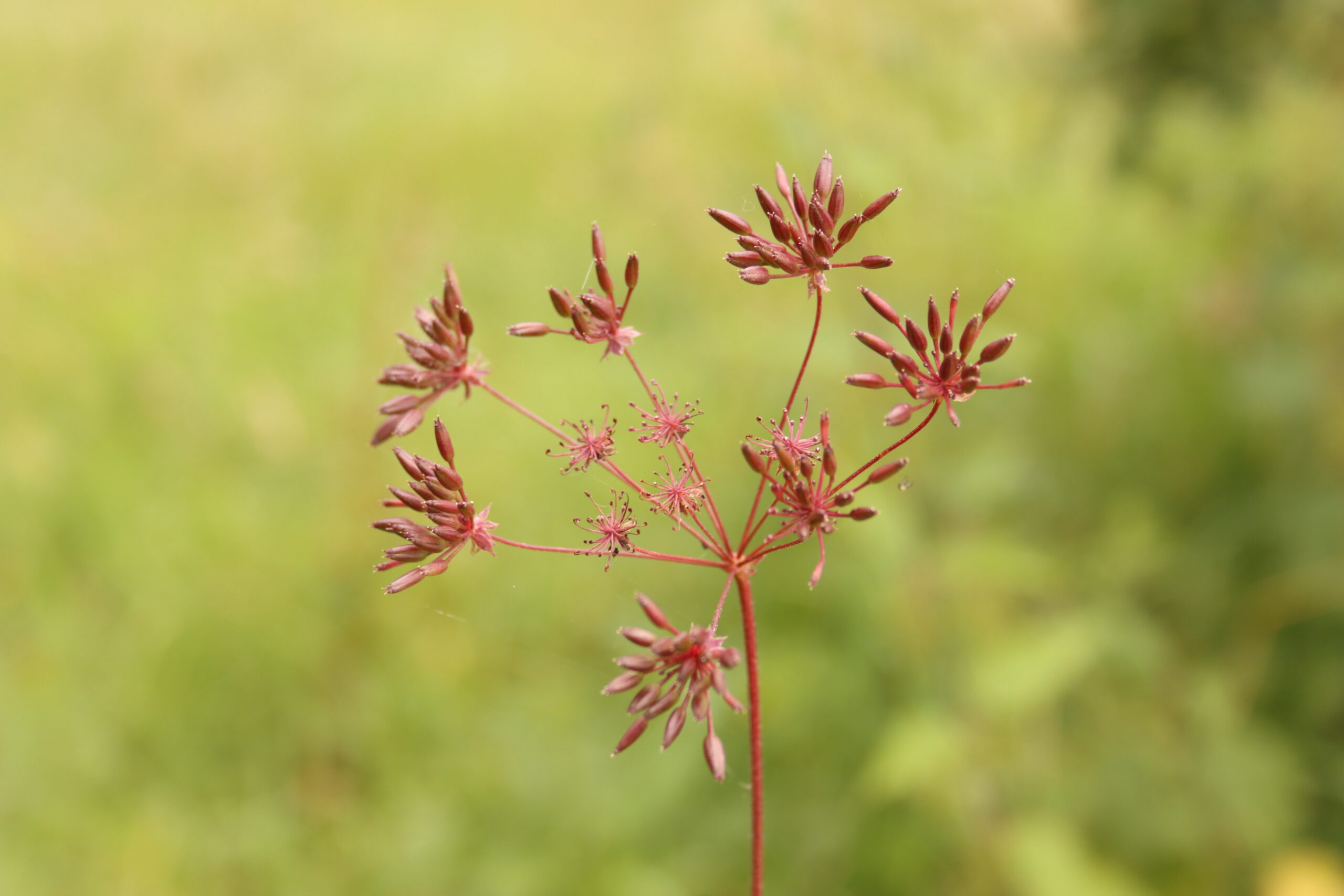 Close-up van een rode wilde bloem tegen een zachtgroene, onscherpe achtergrond.