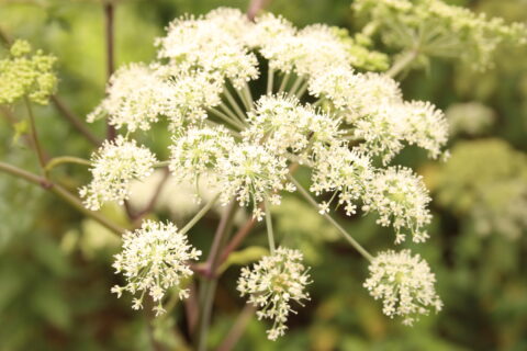 Witte bloemen in schermvorm tegen een groene, wazige achtergrond.