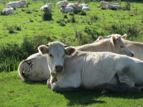 Liggende witte koeien op een grasveld in de zon, met meer koeien op de achtergrond.