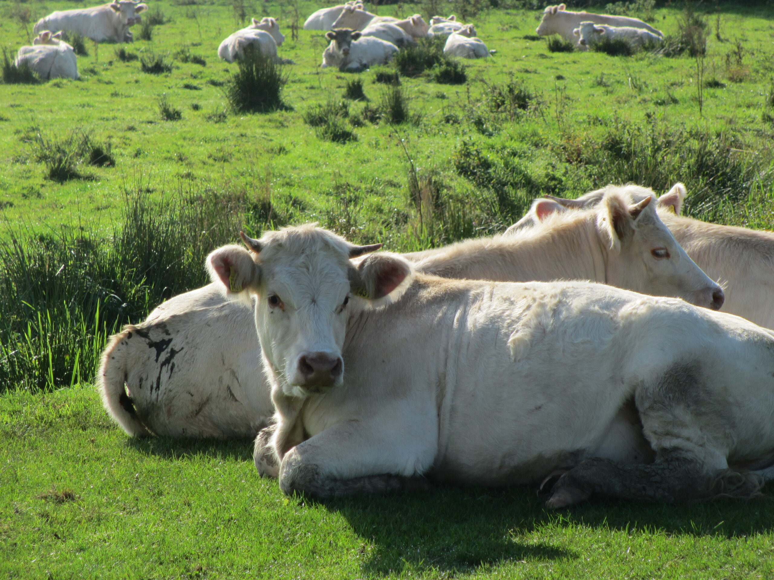 Liggende witte koeien op een grasveld in de zon, met meer koeien op de achtergrond.
