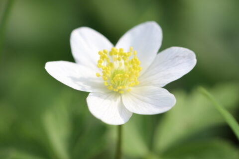 Witte bloemen met gele meeldraden, tegen een groene onscherpe achtergrond.
