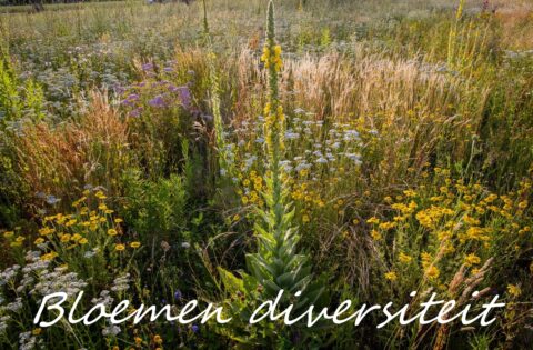 Een kleurrijke weide met diverse wilde bloemen, met de tekst "Bloemen diversiteit".