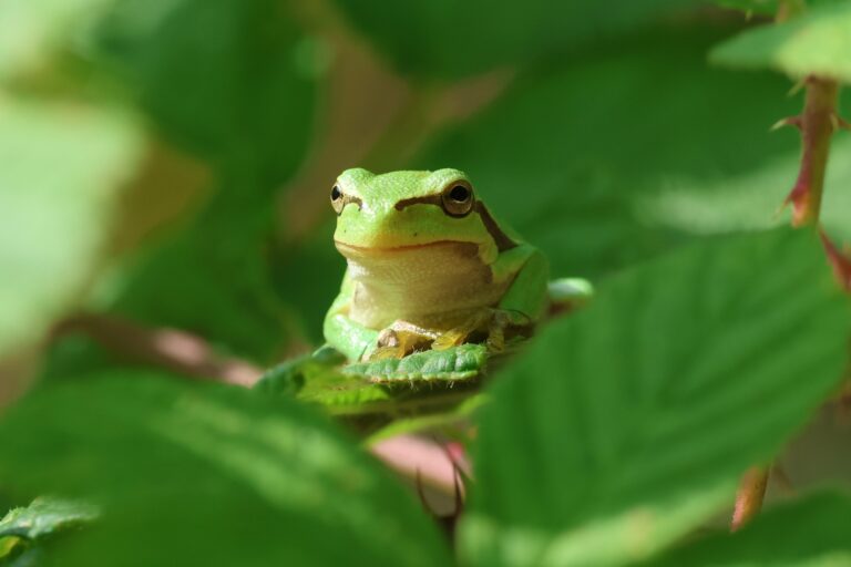Groene kikker verscholen tussen bladeren, met helder licht op de voorgrond.