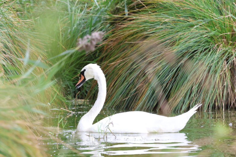 Witte zwaan zwemt in een groene vijver omringd door gras en riet.