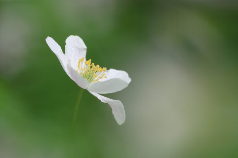 Witte bloem tegen een zachte, groene achtergrond.