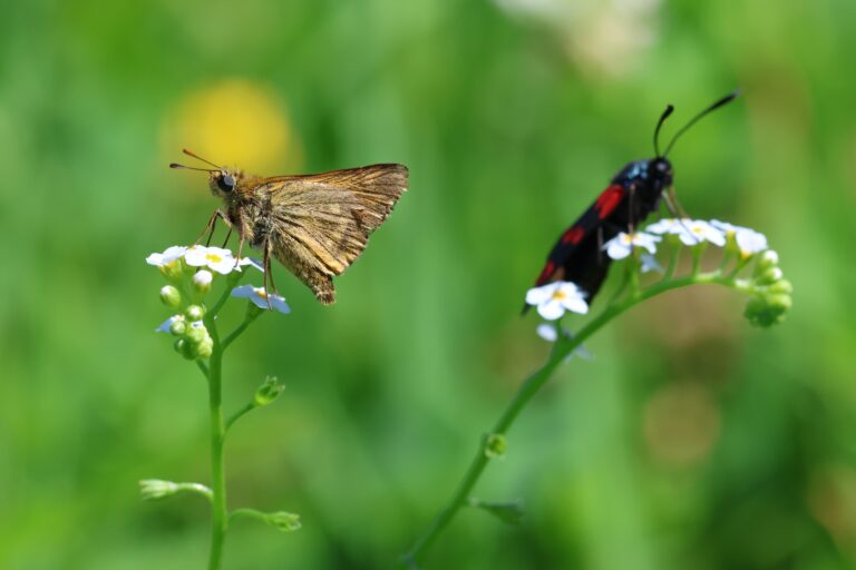 Bruin vlindertje en zwartrode kever op witte bloemetjes voor een groene achtergrond.
