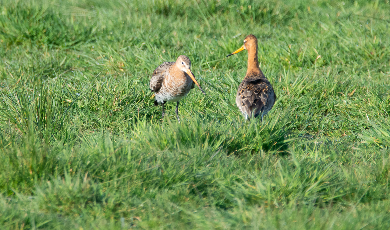 Foto’s vogelexcursie Ackerdijkse plassen