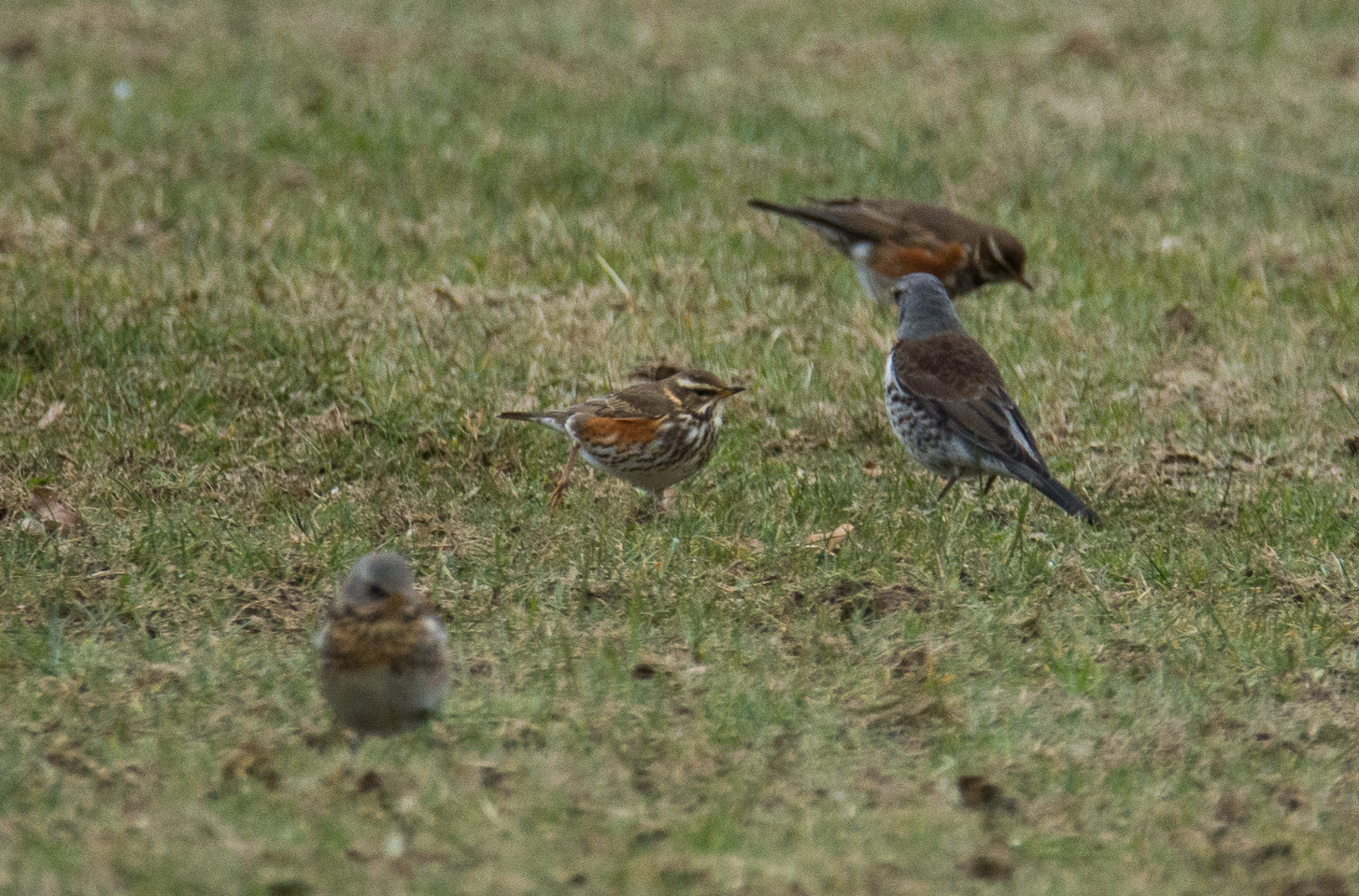 Excursie vogelwerkgroep Achterhoek