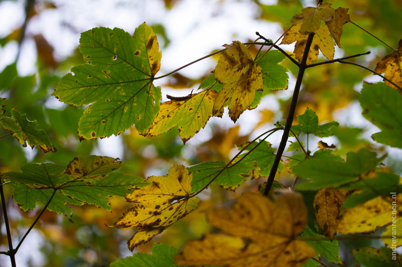 Nieuwsbrief Oktober – Herfst