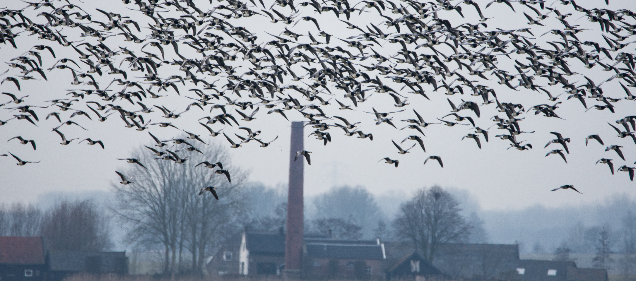 Vernatting brengt meer vogels in polder Arkemheen