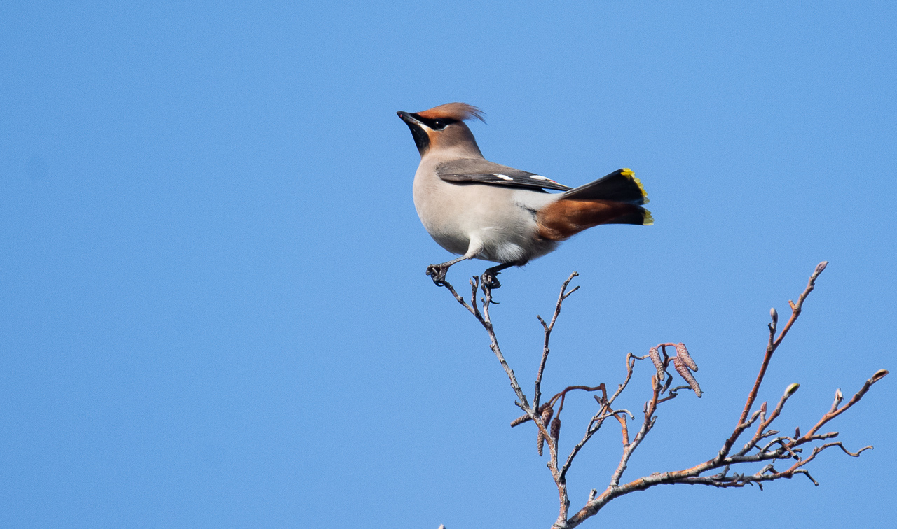 Foto’s vogelexcursie Noord-Holland