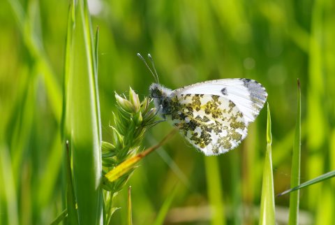 Witte vlinder op groen gras met gevlekte vleugels in een zonnig veld.