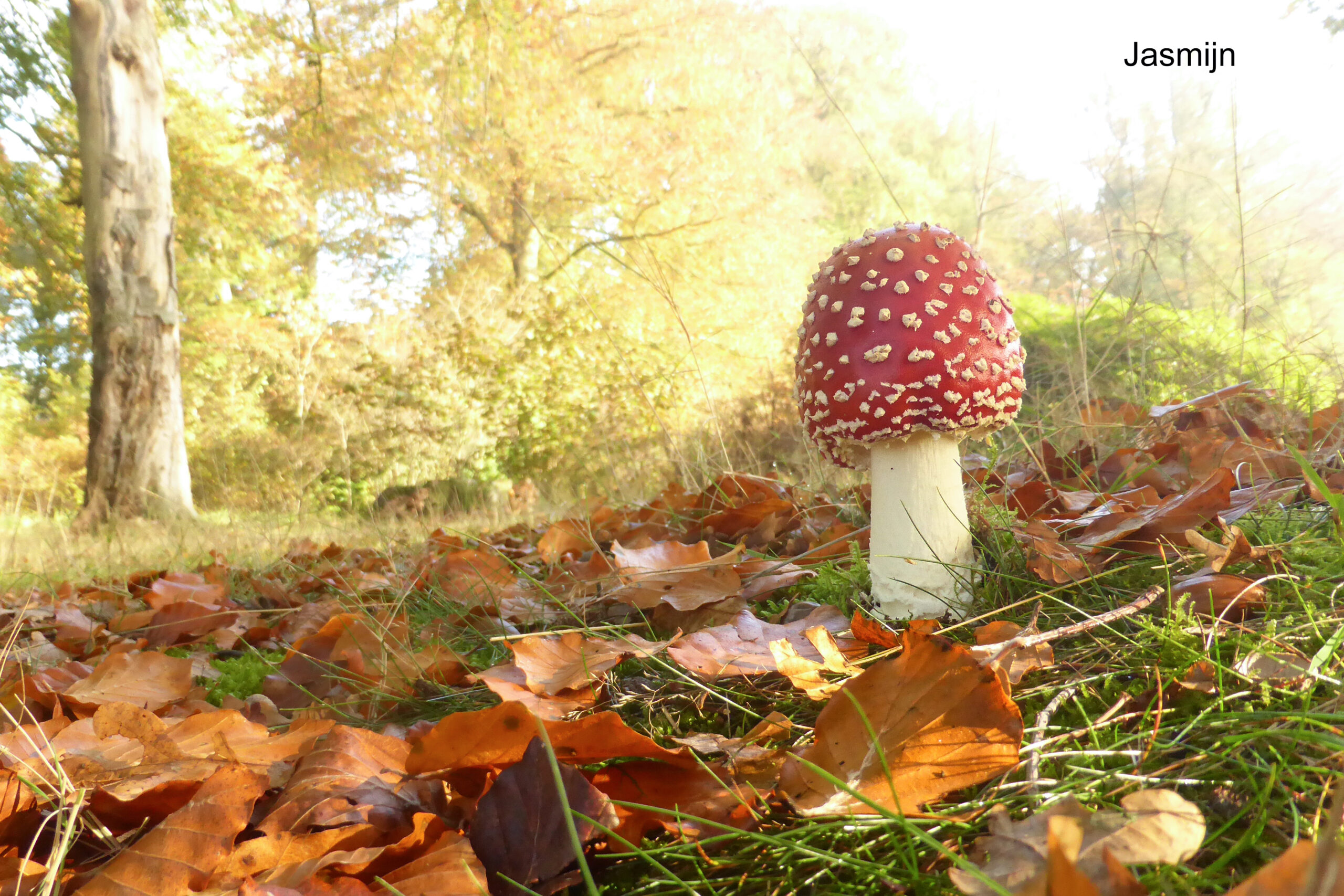 Rode paddenstoel met witte stippen in een herfstbos met gevallen bladeren en een boomstam.