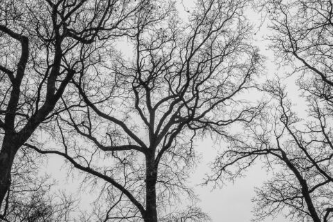 Zwarte silhouetten van kale boomtakken tegen een grijze, bewolkte hemel.