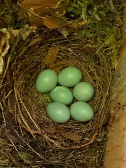 Nest met vijf lichtblauwe eieren, omgeven door bladeren en mos.