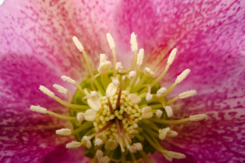 Close-up van een bloemhart met gele meeldraden en roze kronkelende bloemblaadjes.