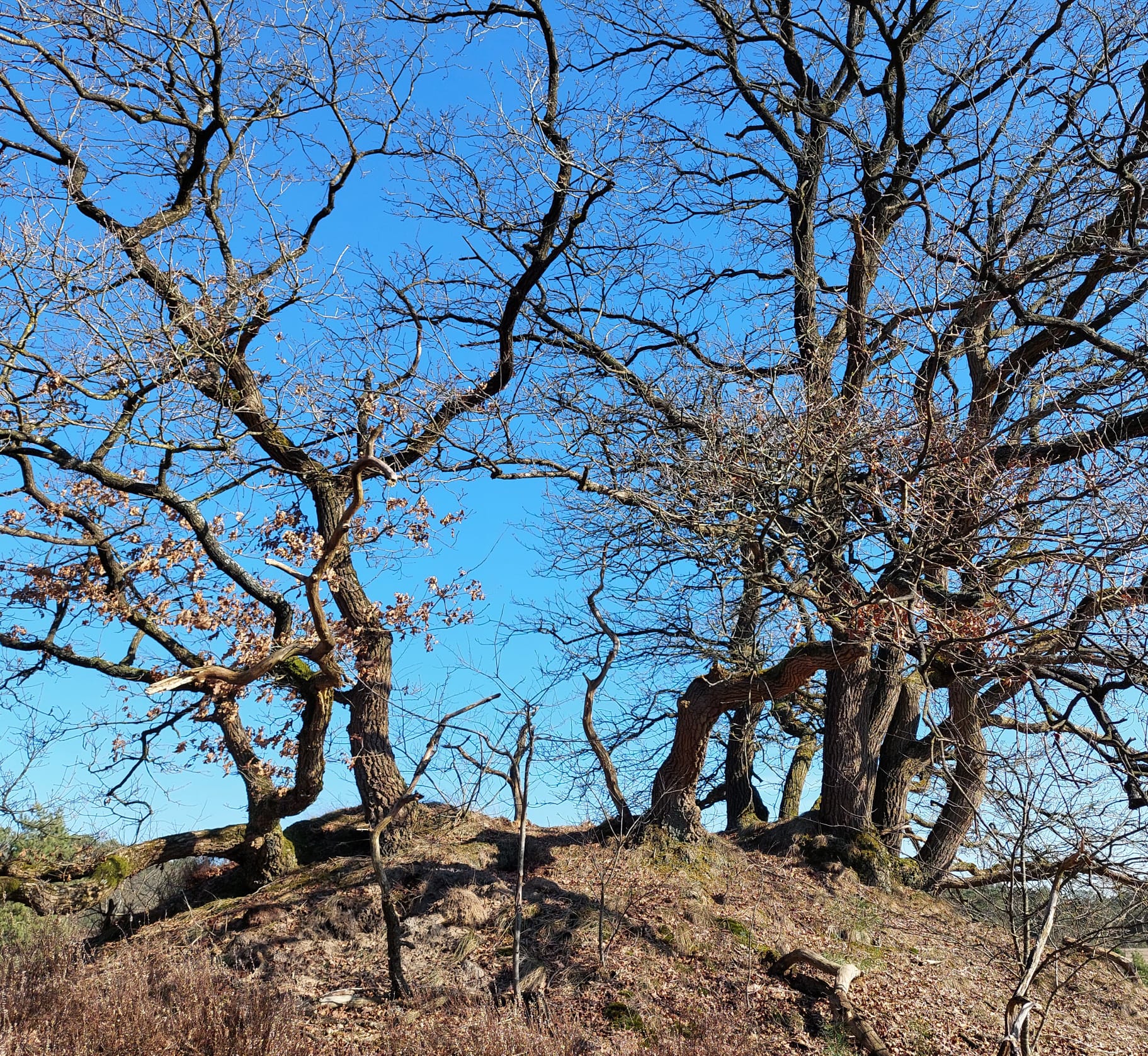 Kale, kronkelende bomen op een heuvel tegen een heldere blauwe lucht.