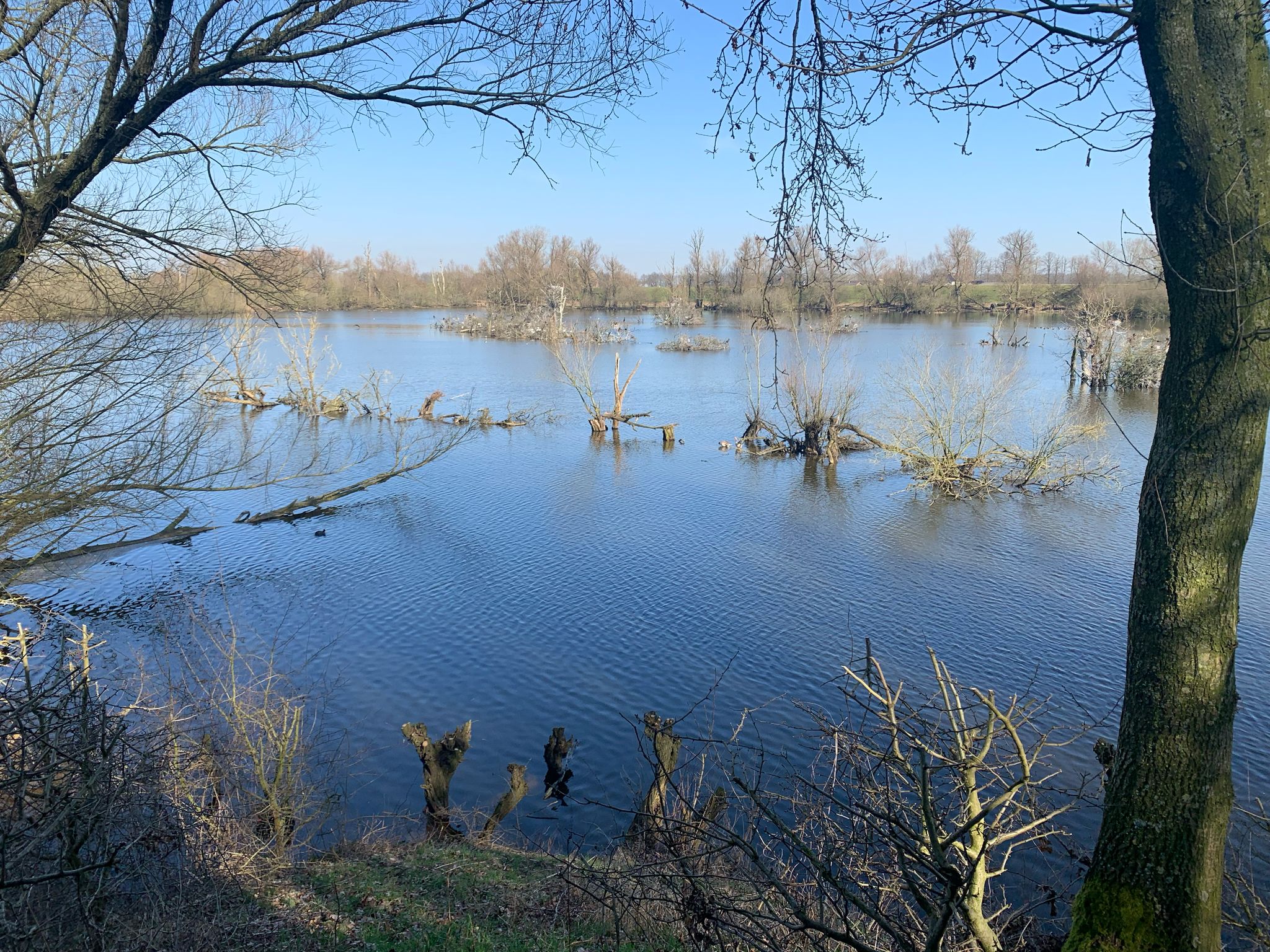 Overstroomd landschap met kale bomen en struiken in rustig water, heldere blauwe hemel.