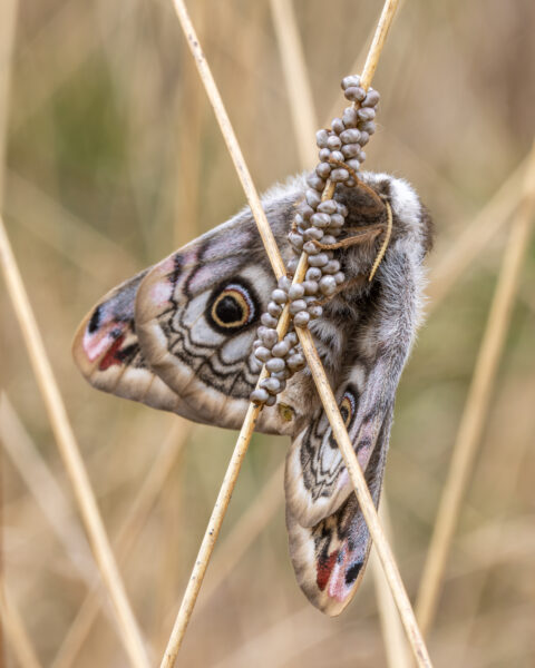 Maanvlinder met oogvlekken hangt aan een stengel met clusters van grijze eieren.