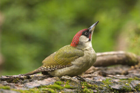 Groene specht zit op een boomstam met mos, kijkt omhoog tegen een groene achtergrond.