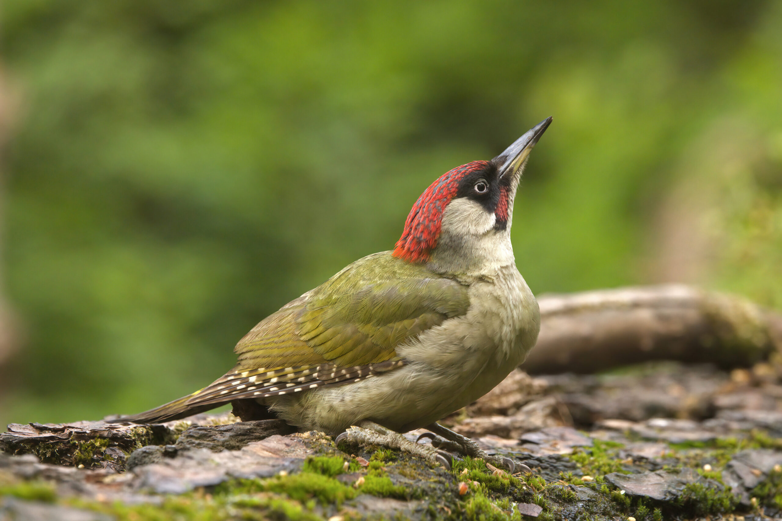 Groene specht zit op een boomstam met mos, kijkt omhoog tegen een groene achtergrond.