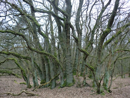 Boom met kronkelende, met mos bedekte takken in een winterachtig bos zonder bladeren.