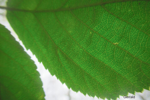 Close-up van groene bladeren met duidelijk zichtbare nerven.