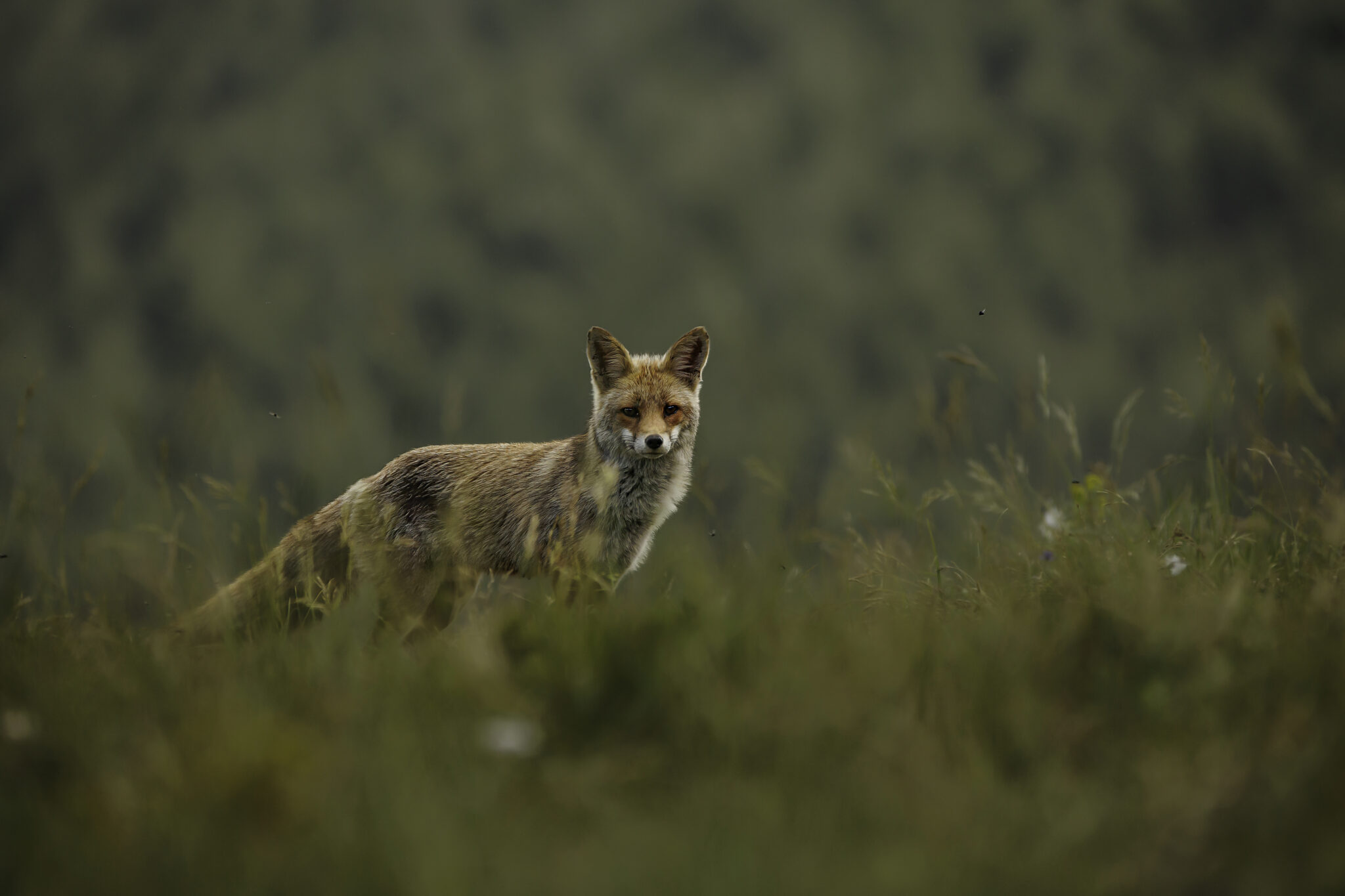 Vos in gras met wazige groene achtergrond, kijkt recht in de camera.