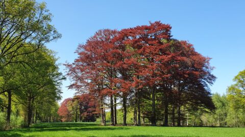 Groen grasveld met bomen, links groene bladeren, rechts rode bladeren, onder blauwe lucht.