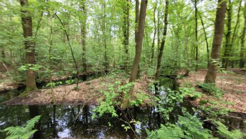 Bosrijk gebied met spiegelende beekjes en groene bomen.