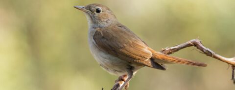 Zingende vogel, bruin verenkleed, zit op een tak tegen een wazige achtergrond.