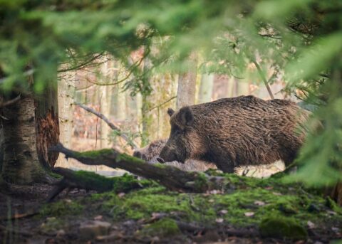 Wilde zwijnen lopen door een dicht bebost gebied, omgeven door mos en bomen.