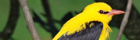 Gele vogel met zwarte vleugels, zittend op een tak tegen een groene achtergrond.