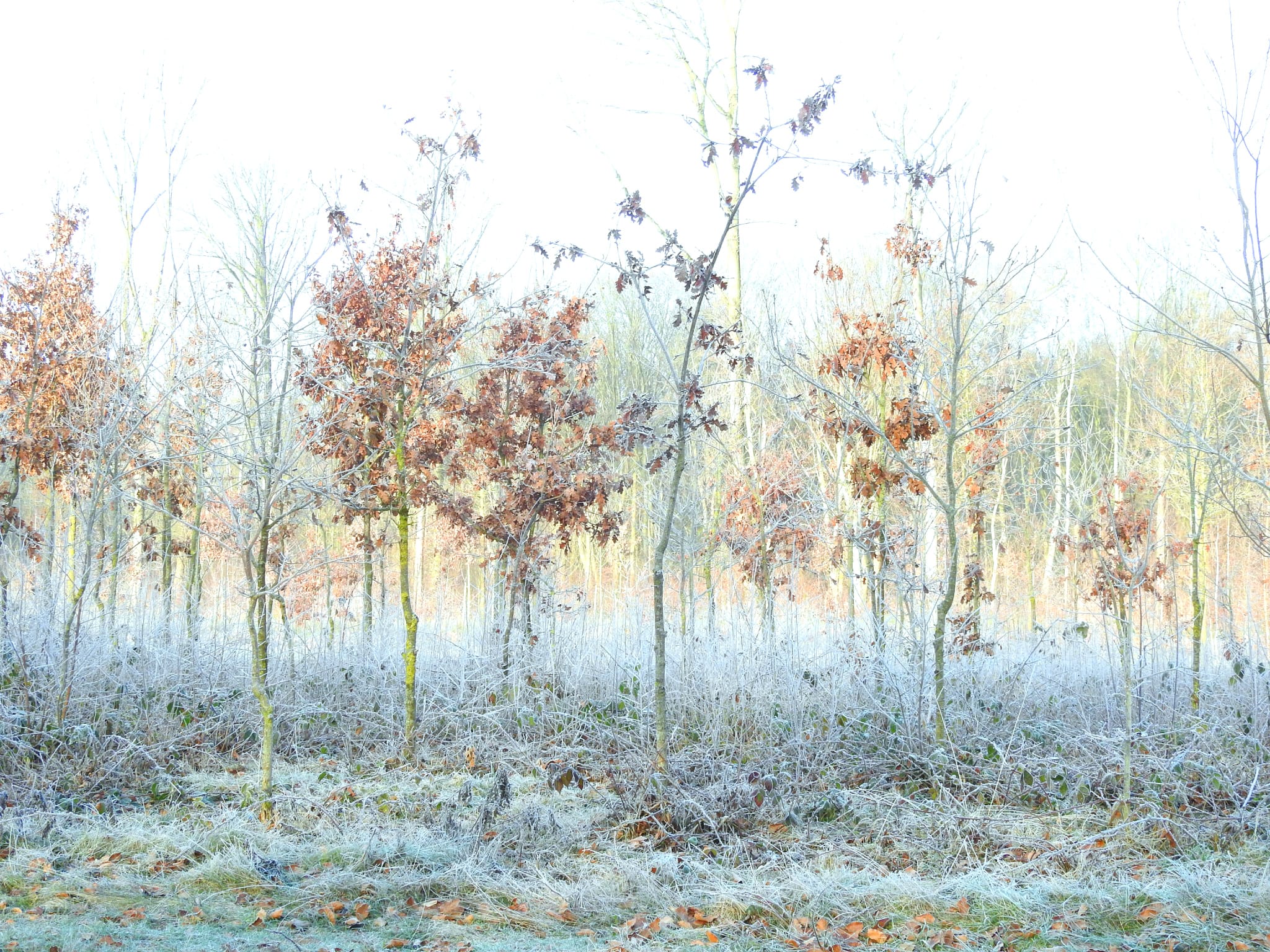 Winterbos met kale bomen en rijp op de grond en planten. Enkele bruine bladeren hangen nog aan takken.
