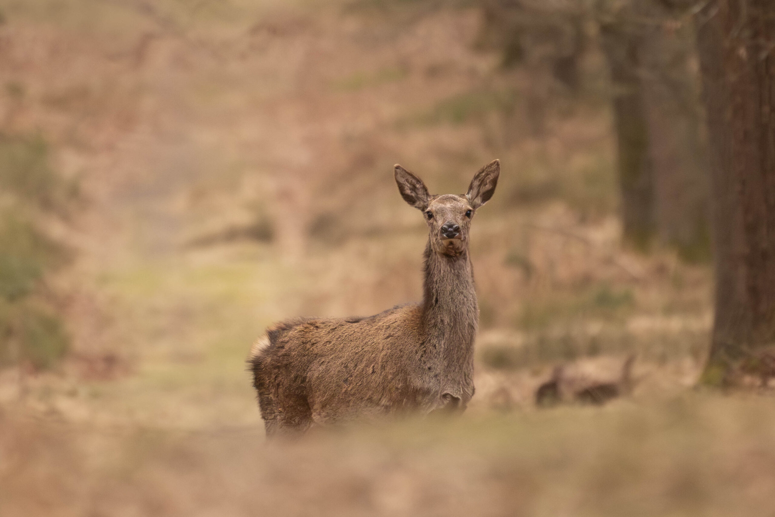Hert kijkt op in een boslandschap met zachte, bruine tinten op de achtergrond.