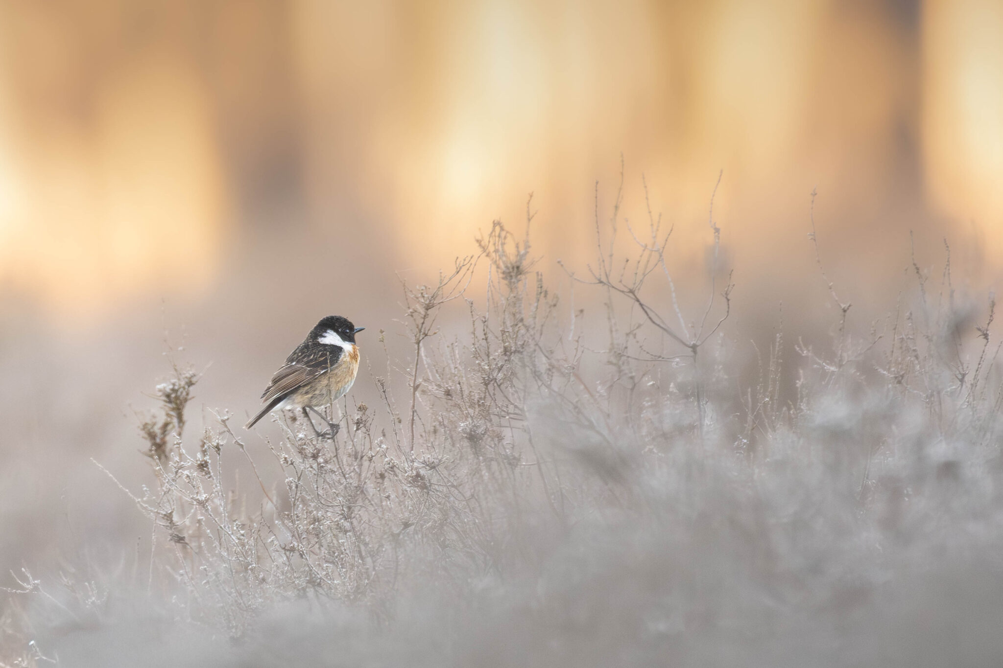 Een vogel zit op een tak in een mistig veld bij zonsopgang.