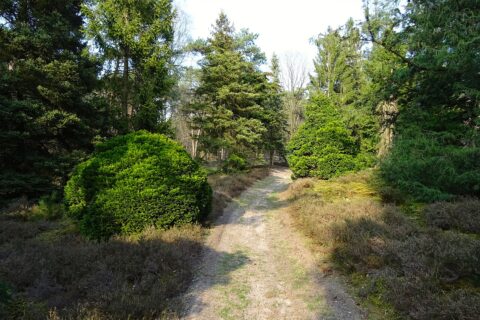 Bospad omgeven door dichte groene struiken en hoge bomen onder een heldere hemel.