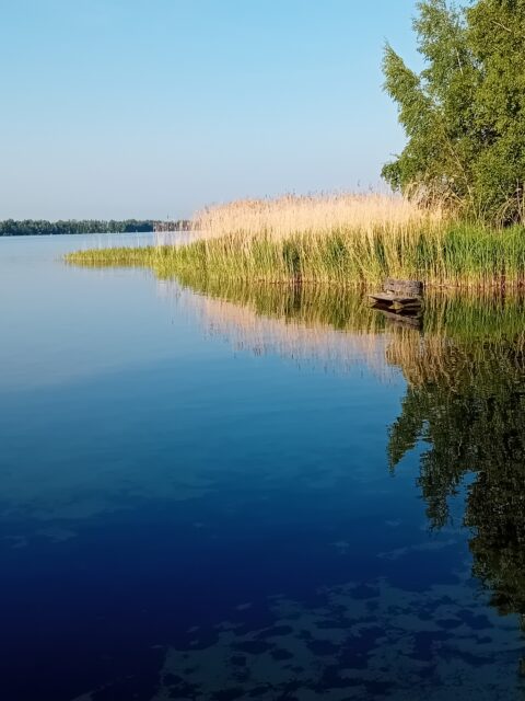 Rustige meer met riet en bomen weerspiegeld in het water, onder een heldere blauwe hemel.
