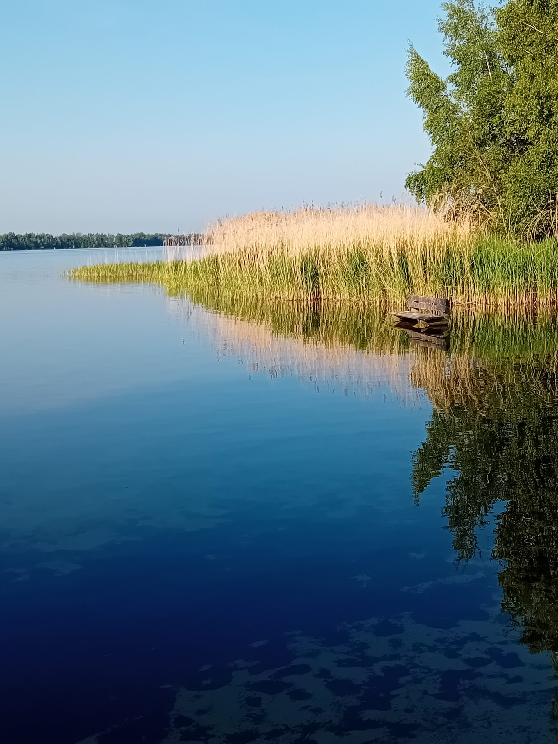 Rustige meer met riet en bomen weerspiegeld in het water, onder een heldere blauwe hemel.