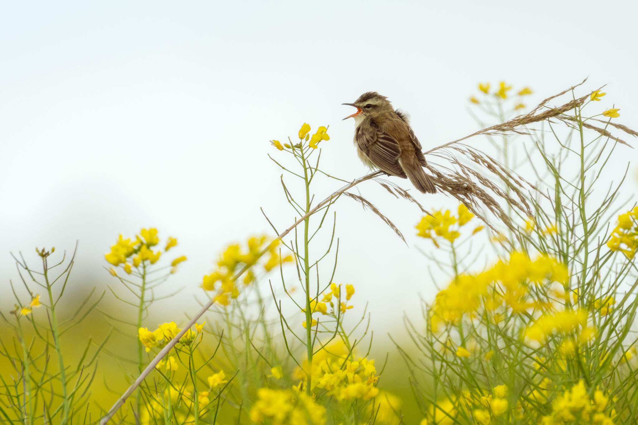 Kleine vogel zingt op een rietstengel te midden van gele bloemen onder een heldere lucht.